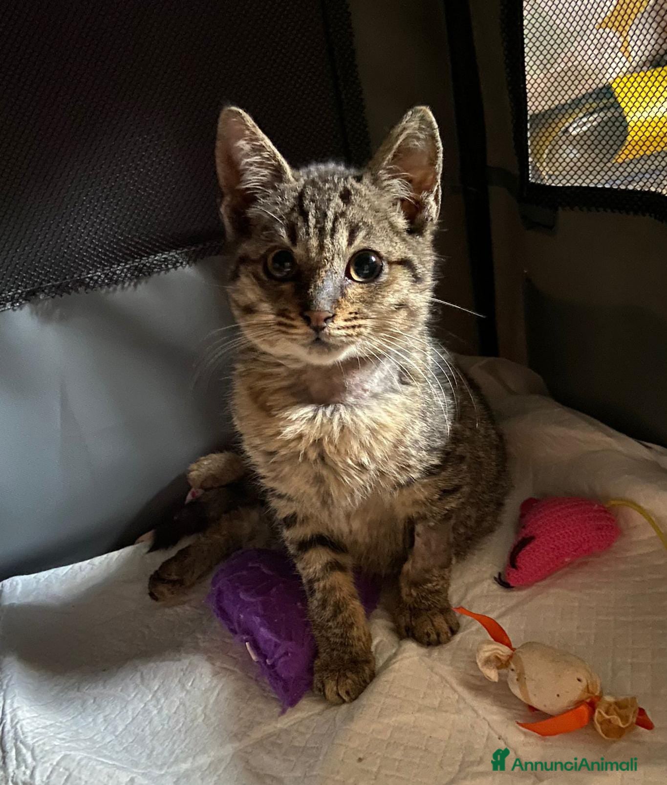 Altre razze gatti Pallino, dolcissimo, 3 mesi, cerca casa  a Città metropolitana di Roma Capitale - Annuncio 8