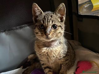 Altre razze gatti Pallino, dolcissimo, 3 mesi, cerca casa a Città metropolitana di Roma Capitale - Annuncio 9