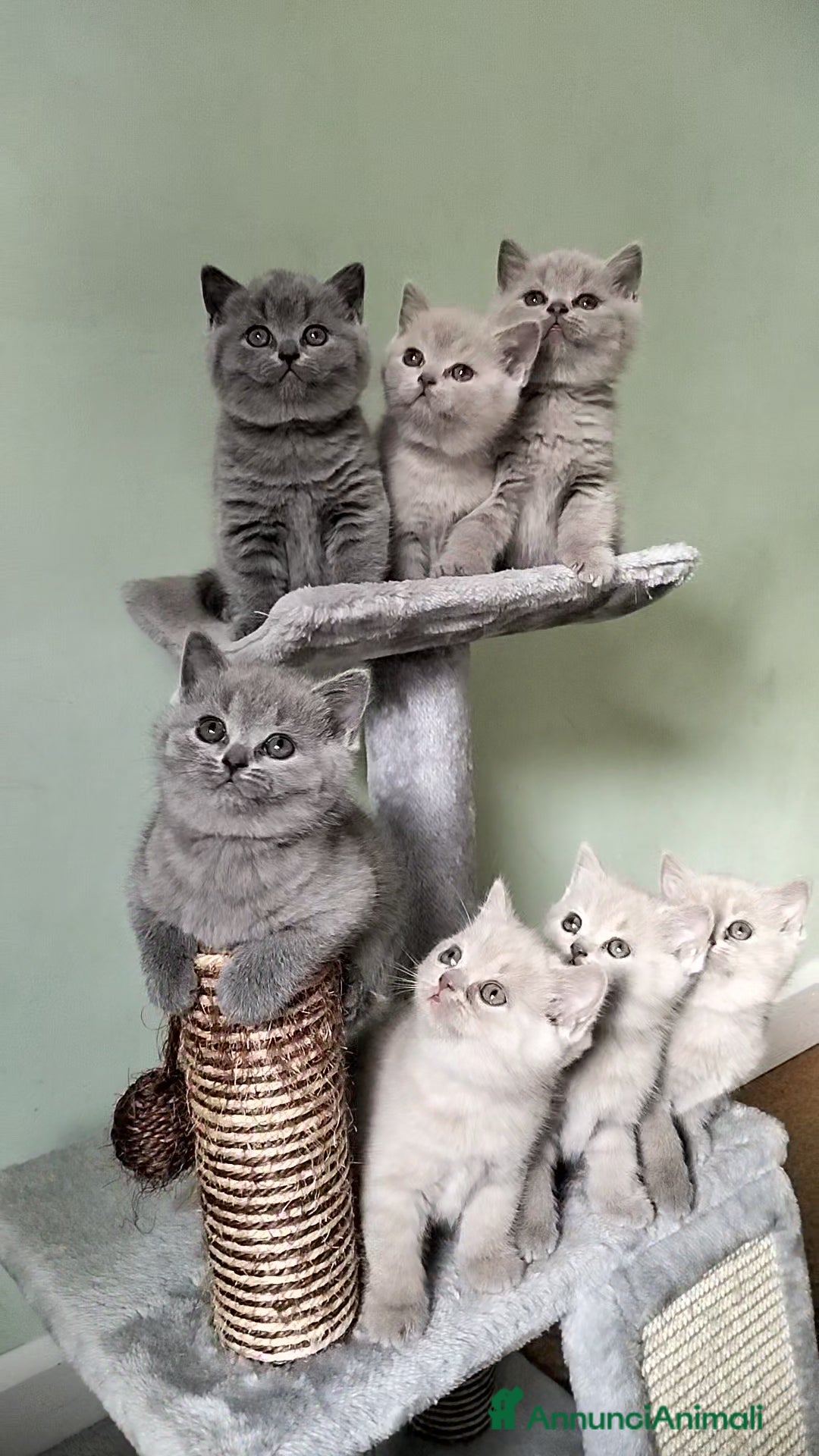 British gatti in vendita: Cuccioli British/Scottish  - Annuncio 3