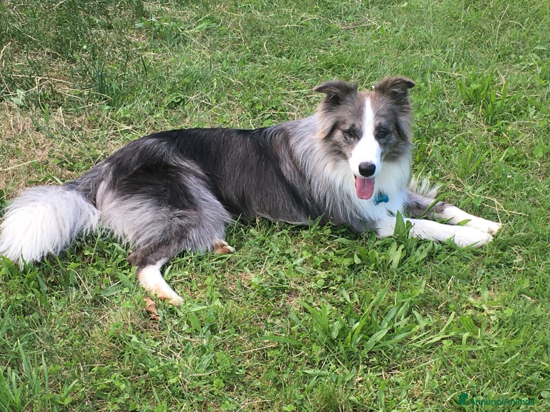 Border Collie cani per accoppiamento: Maschi Border Collie puro per accoppiamento  a Provincia di Varese - Immagine 2