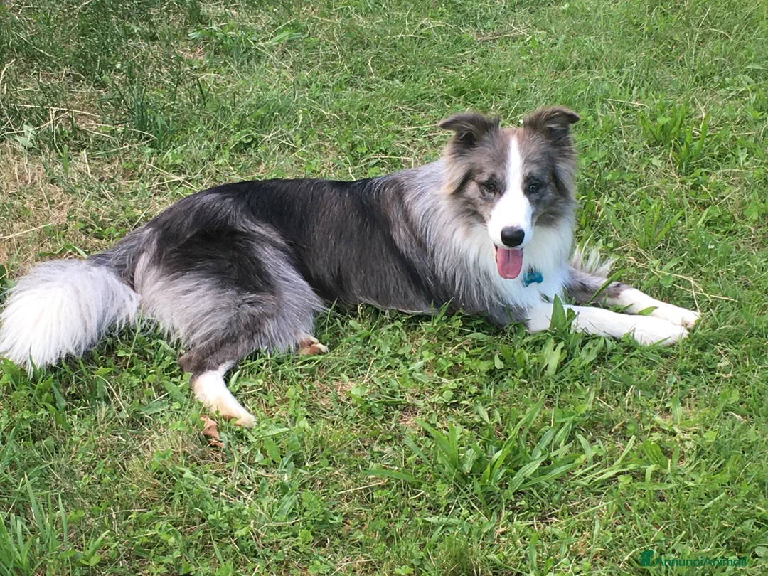 Border Collie cani per accoppiamento: Maschi Border Collie puro per accoppiamento  a Provincia di Varese - Annuncio 2
