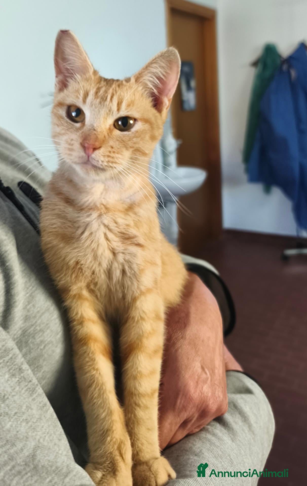 Meticcio gatti Robin ❣️ - Annuncio 17