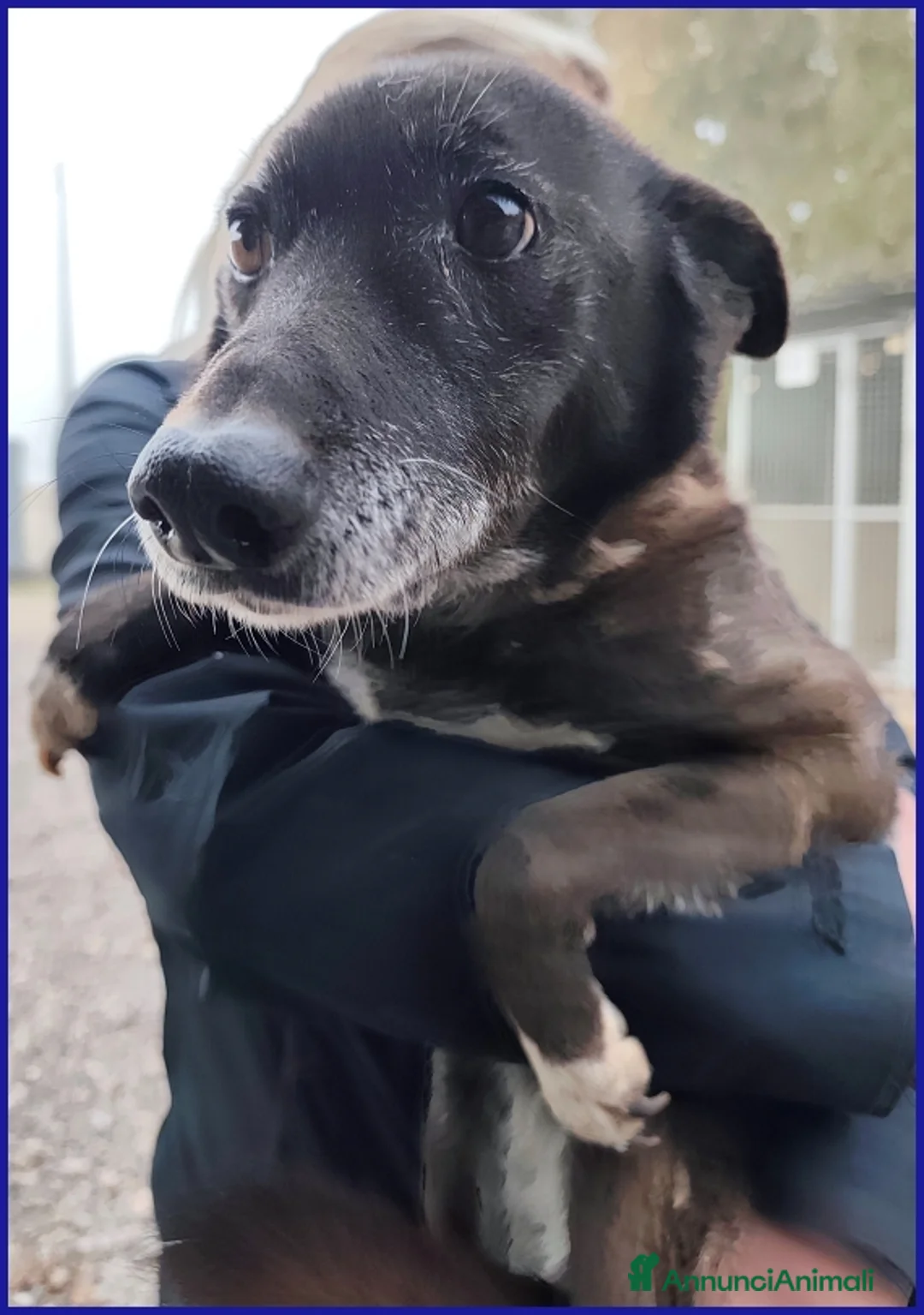 Meticcio cani in regalo: TATA MATILDA 14 ANNI, TUTTA LA VITA IN CANILE - Annuncio 6