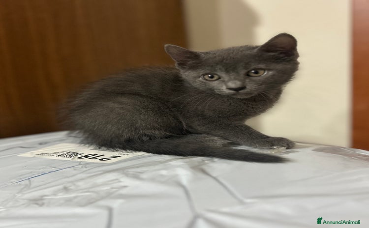 Certosino gatti - Annuncio 3