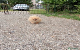 Spitz cani in vendita: Spitz pomerania  a Provincia di Mantova - Immagine 7