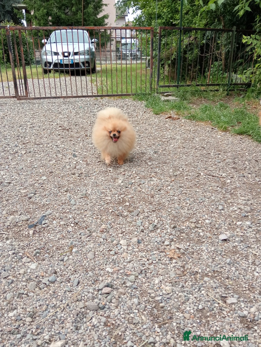 Spitz cani in vendita: Spitz pomerania  a Provincia di Mantova - Immagine 7
