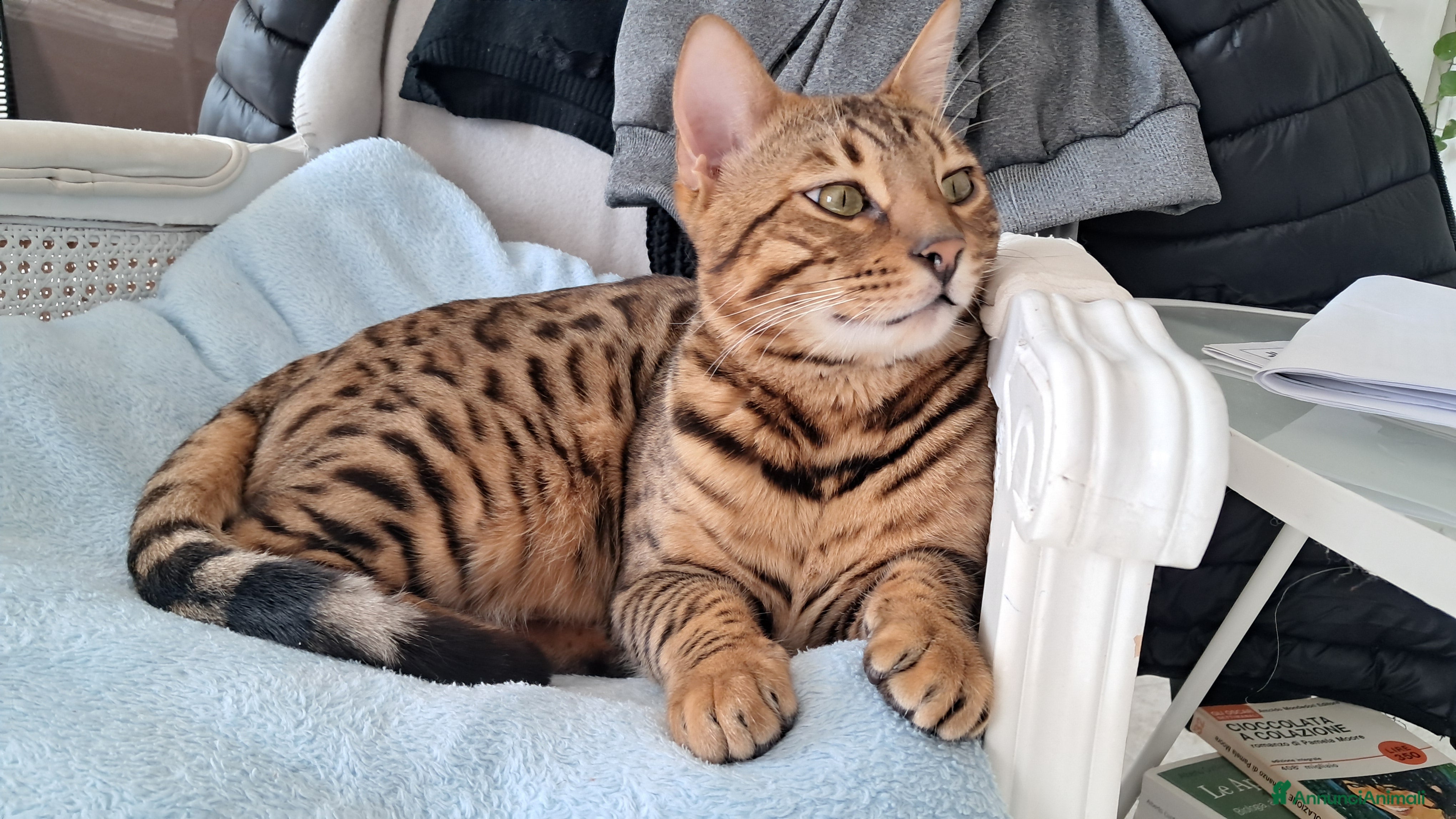 Bengala gatti Maschio Bengala per monte - Annuncio 1