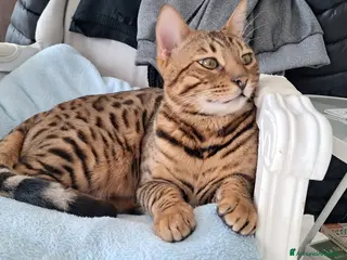 Bengala gatti Maschio Bengala per monte - Annuncio 1