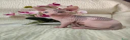 Sphynx gatti in vendita: Cuccioli di sphynx disponibile  - Annuncio 11