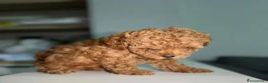 Maltipoo 1