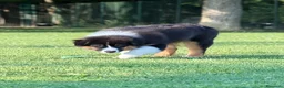 Australian Shepherd cani in vendita: Cucciolo di Australian Shepherd - Annuncio 4
