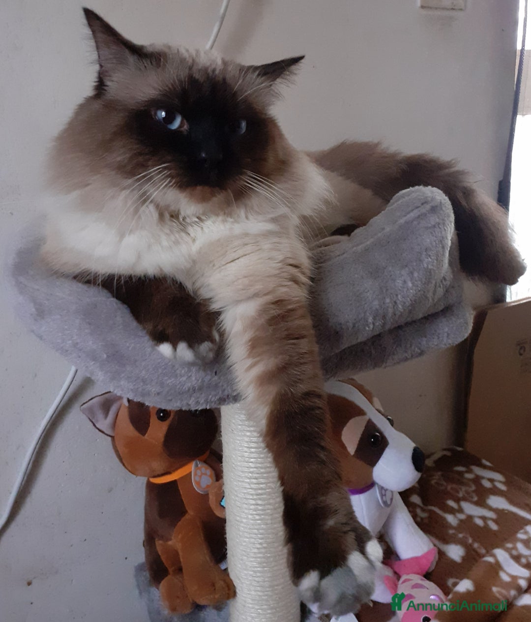 Sacro di Birmania gatti per accoppiamento: Accoppiamento  - Annuncio 2