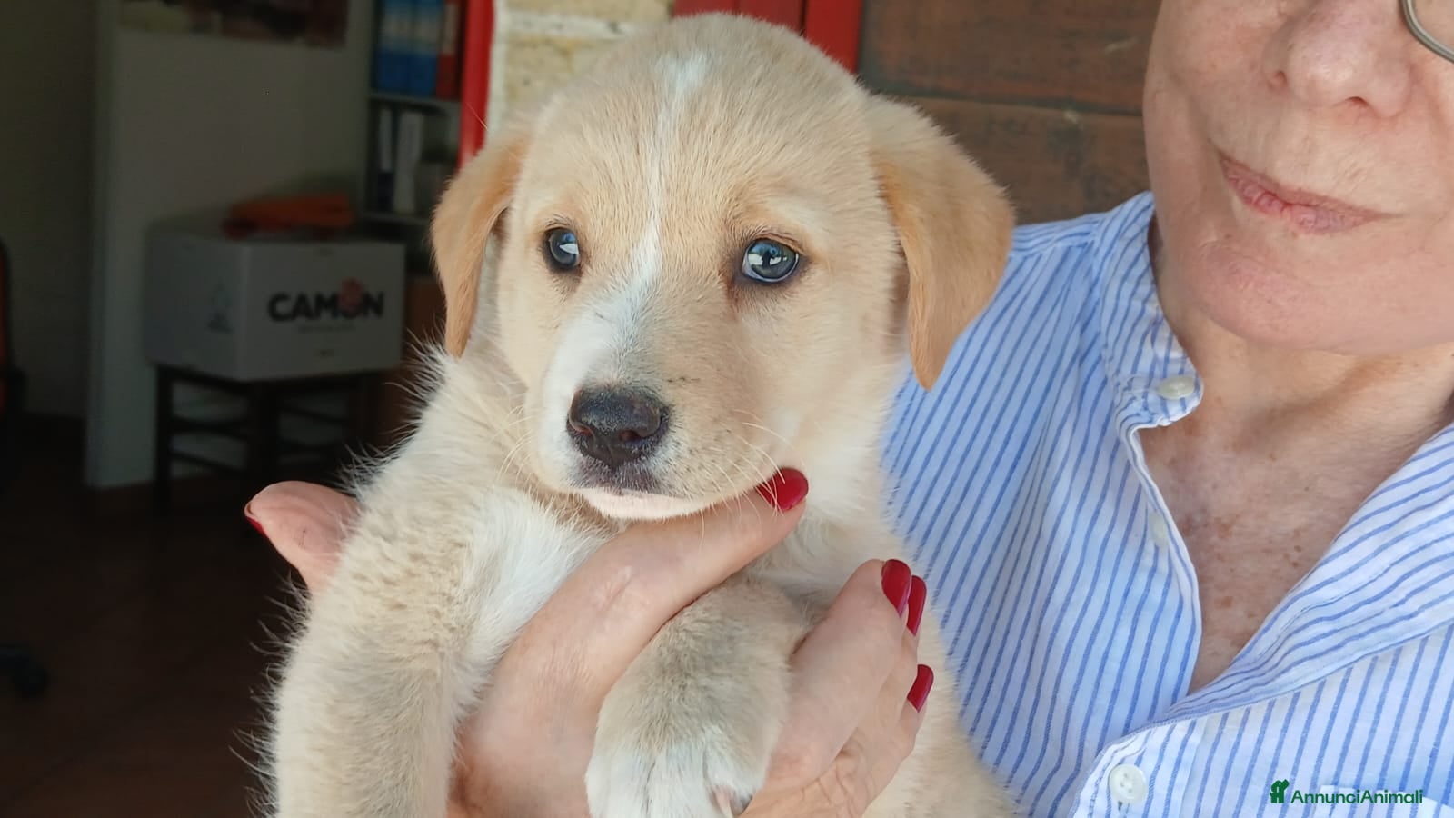 Meticcio cani LA DOLCISSIMA VIOLA HA BISOGNO DI UNA CASA - Annuncio 19