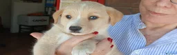 Meticcio cani in regalo: LA DOLCISSIMA VIOLA HA BISOGNO DI UNA CASA - Annuncio 1
