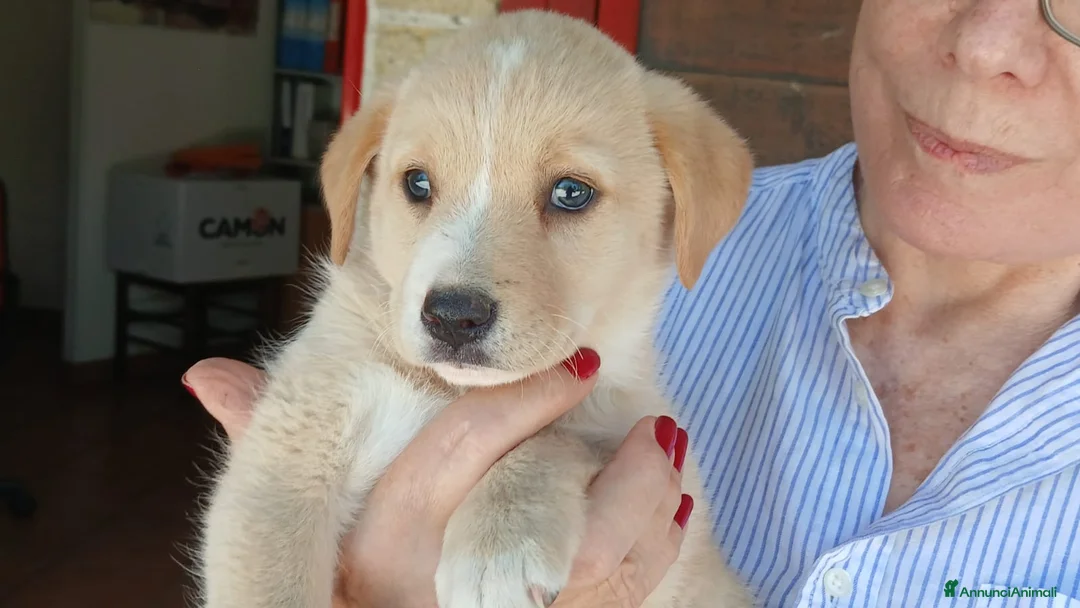 Meticcio cani in regalo: LA DOLCISSIMA VIOLA HA BISOGNO DI UNA CASA - Annuncio 1