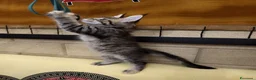 Maine Coon gatti in vendita: Cucciola Maine coon  - Annuncio 3
