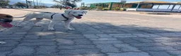 Meticcio cani in regalo: Alice - Annuncio 3
