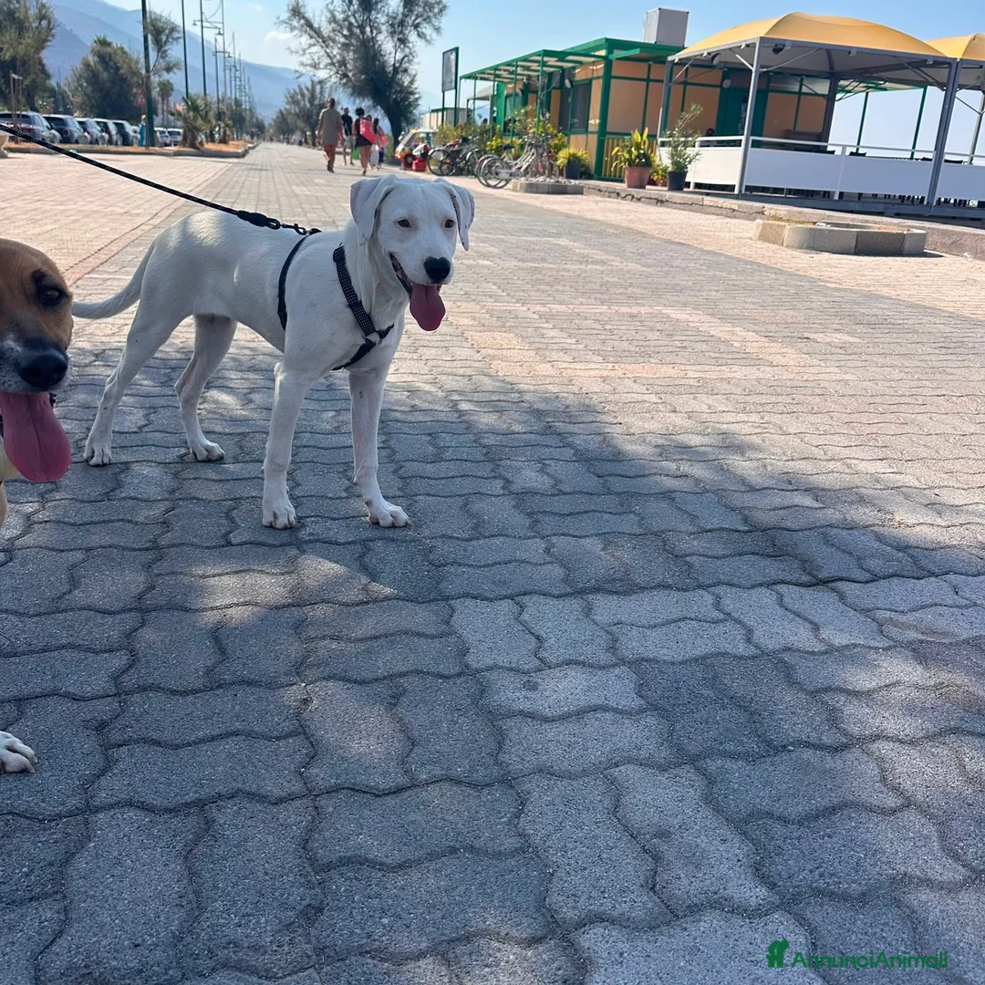 Meticcio cani in regalo: Alice - Annuncio 3