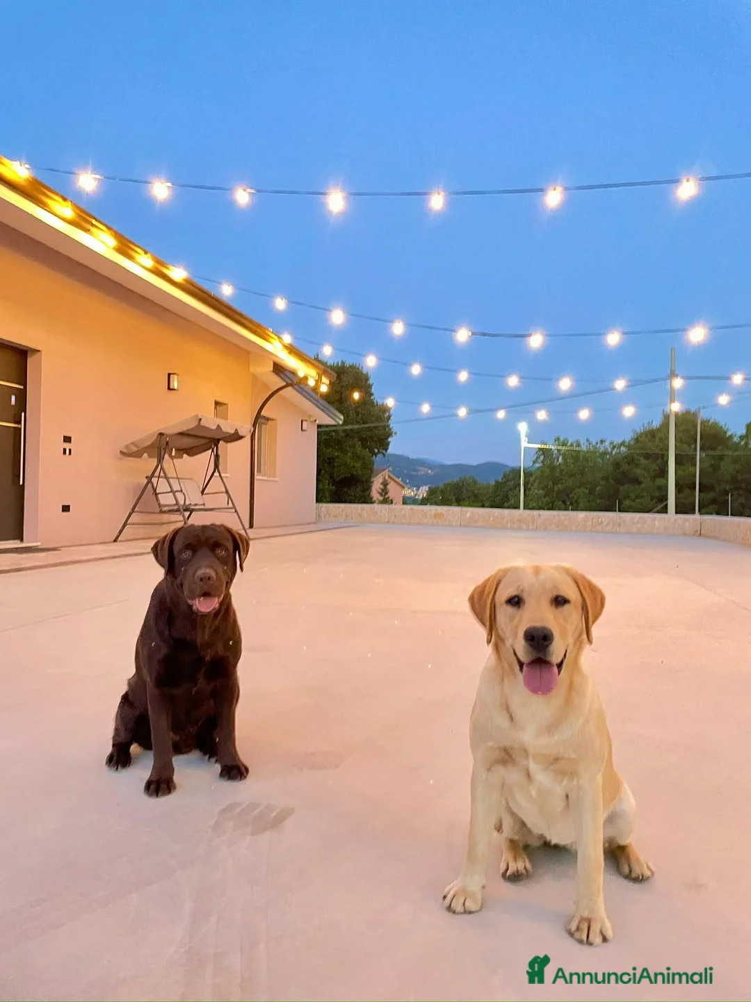 Labrador cani in vendita: Cuccioli labrador - Annuncio 1