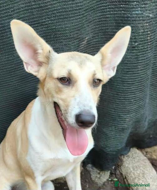 Meticcio cani MIA cucciola non voluta.... carina e buona - Annuncio 15