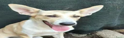 Meticcio cani in regalo: MIA cucciola non voluta.... carina e buona a Città metropolitana di Milano - Annuncio 1