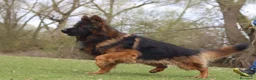 Pastore Tedesco cani in vendita: Pastore tedesco grigio a pelo lungo - Annuncio 5