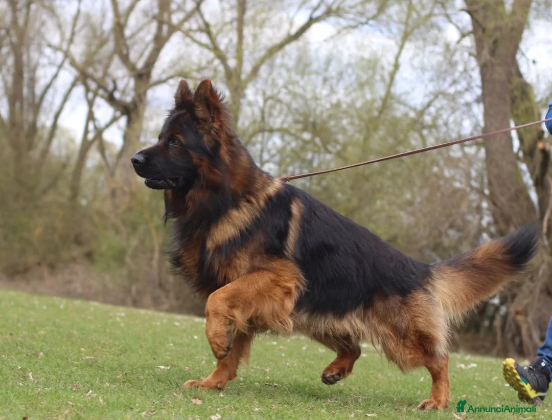 Pastore Tedesco cani in vendita: Pastore tedesco grigio a pelo lungo - Annuncio 5
