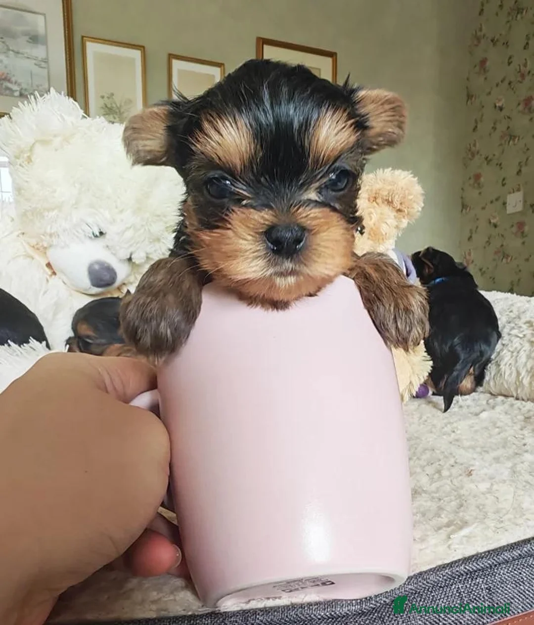 Yorkshire cani in vendita: Cuccioli di Yorkshire Terrier in Ottima Salute - Annuncio 1
