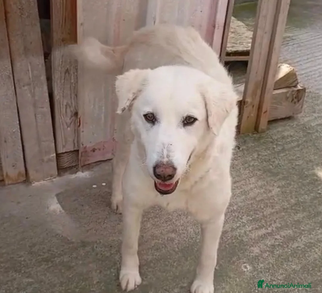 Meticcio cani in regalo: Maremmanina 1anno kg24 aspetta in rifugio.SICILIA - Annuncio 2