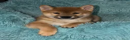 Shiba Inu cani in vendita: VENDITA SHIBA INU  - Annuncio 7