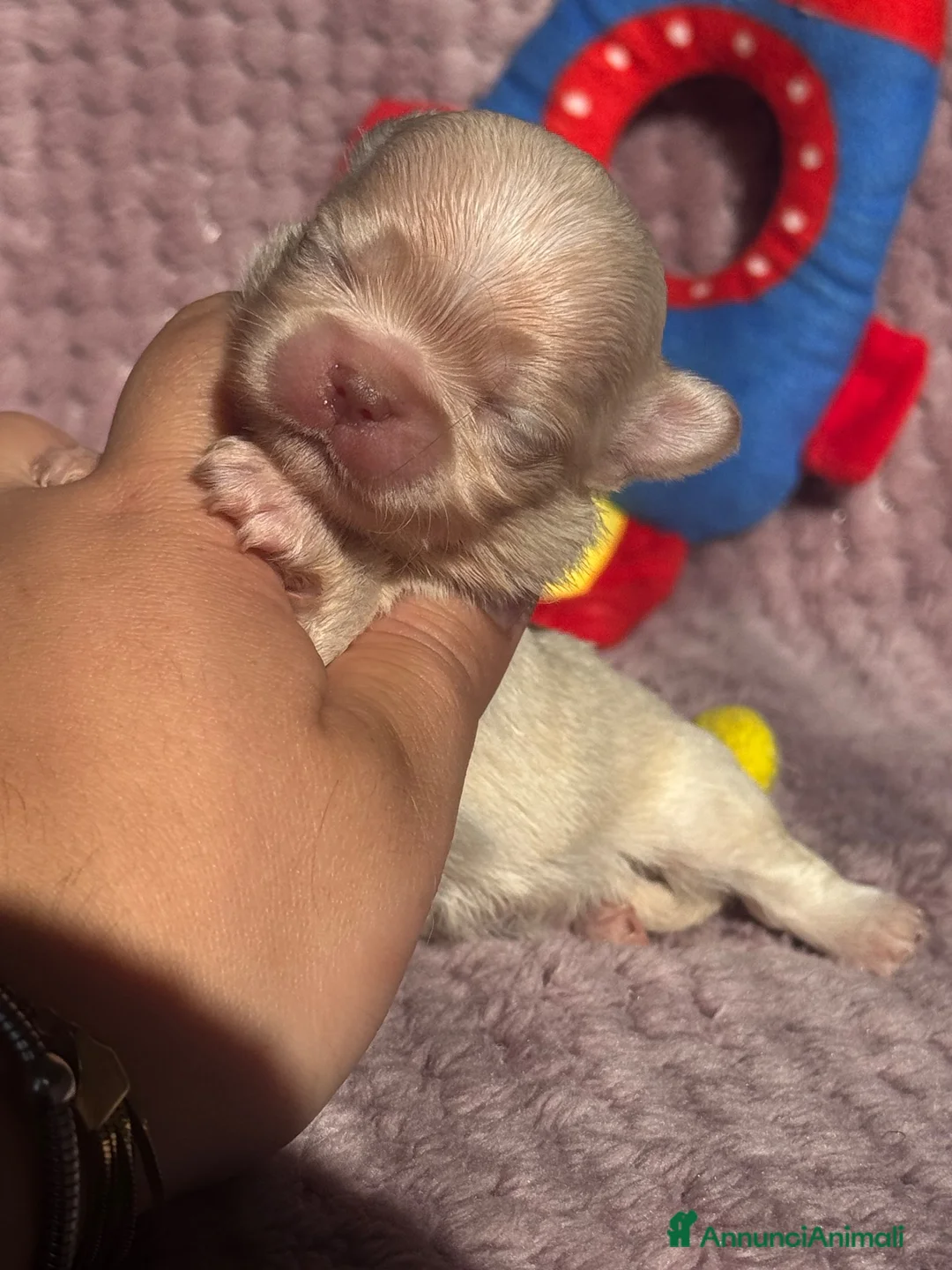 Chihuahua cani in vendita: Chihuahua cuccioli - Annuncio 2