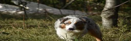 Australian Shepherd cani in vendita: cucciolotti pastore australiano - australian  - Annuncio 10