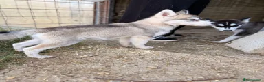 Husky 2