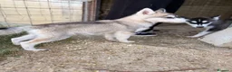 Husky cani in vendita: 4 cuccioline di Siberian Husky a Città Metropolitana di Firenze - Annuncio 3