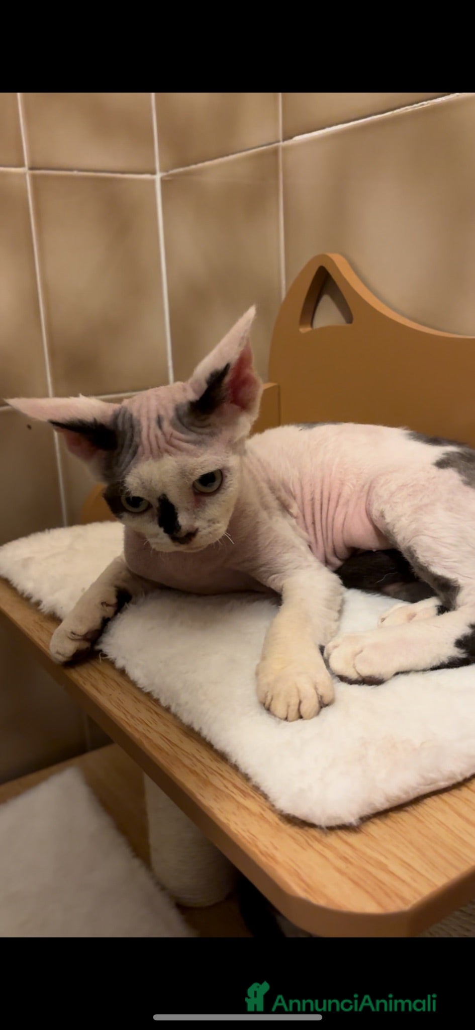 Devon Rex gatti Cucciolo Devon rex  - Annuncio 33