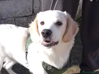 Meticcio cani MIRÒ 6 mesi mix Golden Retriever e Labrador - Annuncio 20