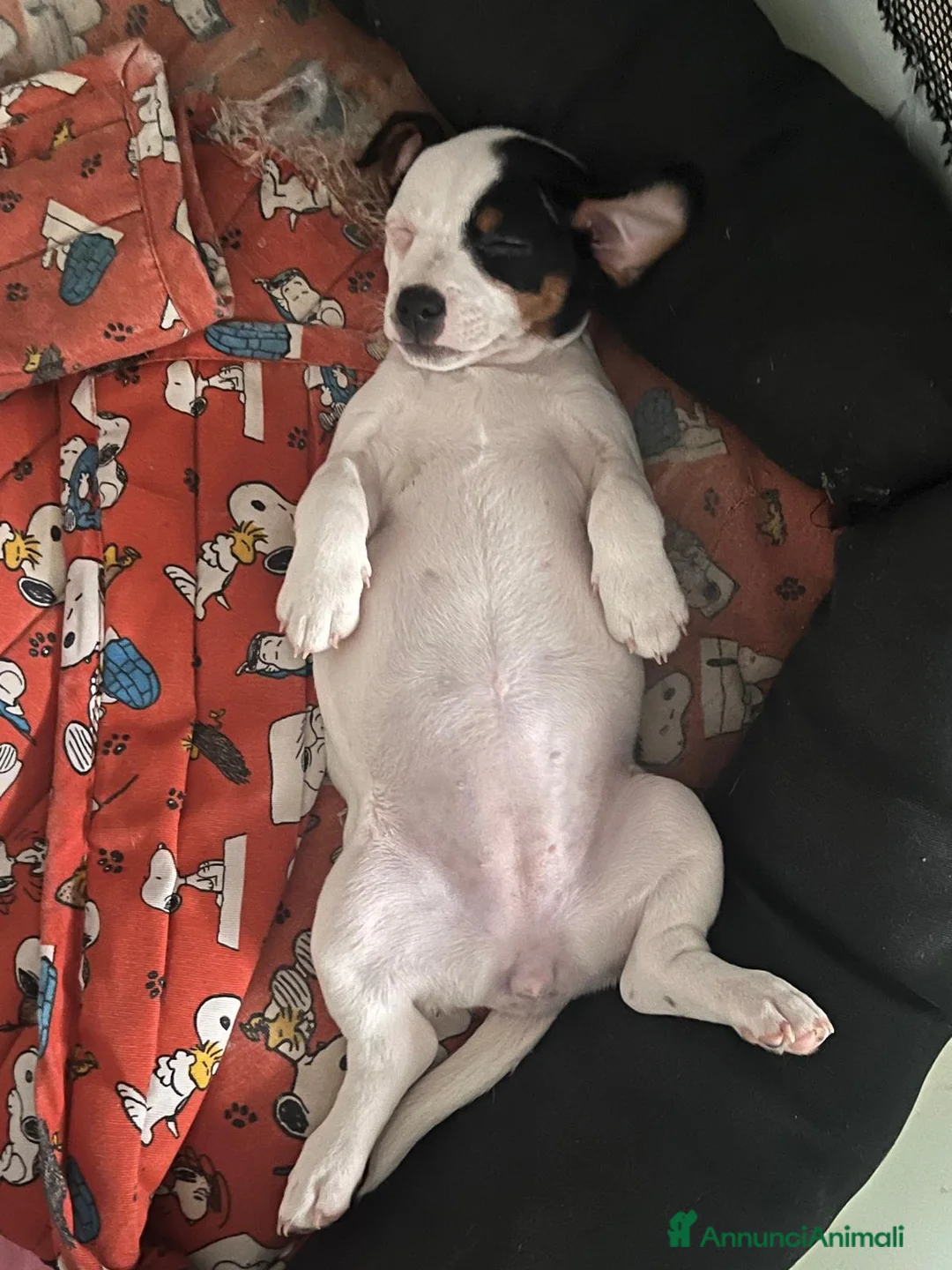 Jack Russell cani in vendita: ultima cucciola - Annuncio 3