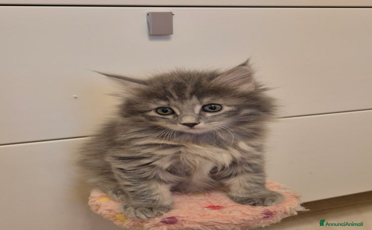Siberiano gatti a Provincia di Arezzo - Annuncio 12