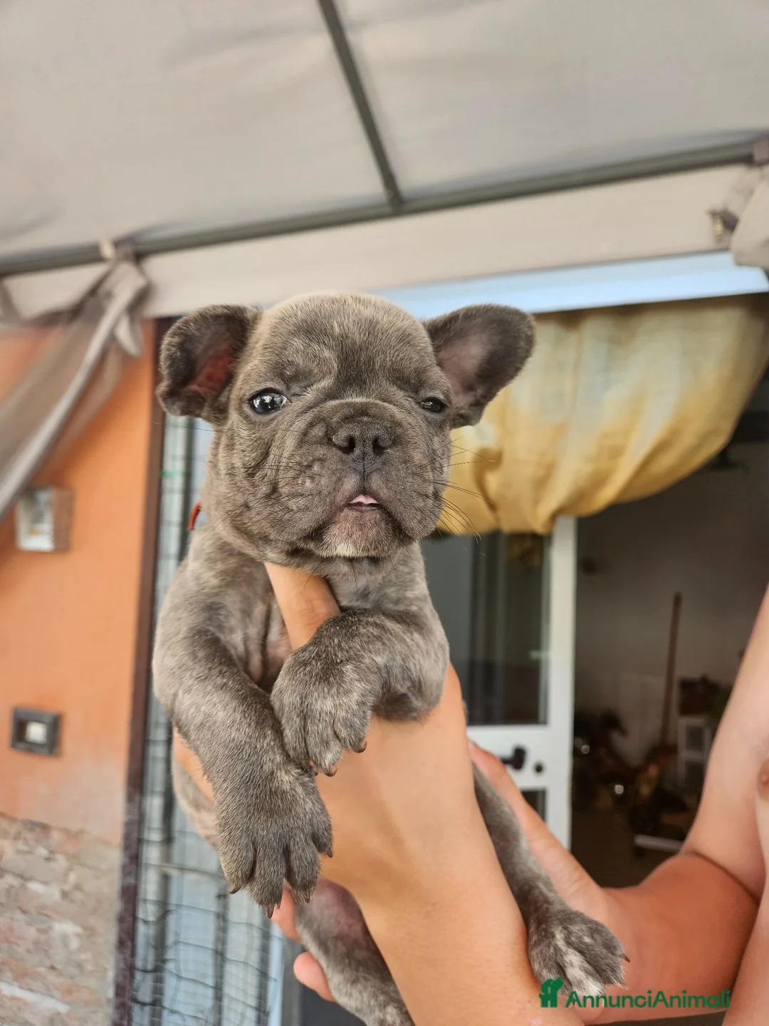 Bulldog Francese cani in vendita: Cucciolo bulldog Francese esotico  - Annuncio 7