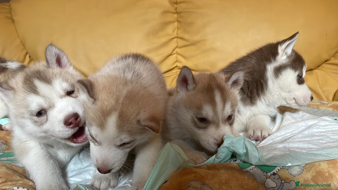 Husky cani in vendita: Cuccioli Siberian Husky - Annuncio 5