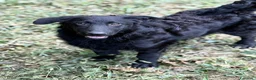 Meticcio cani in regalo: ERIC, cucciolo dolcissimo dimenticato da tutti. - Annuncio 7