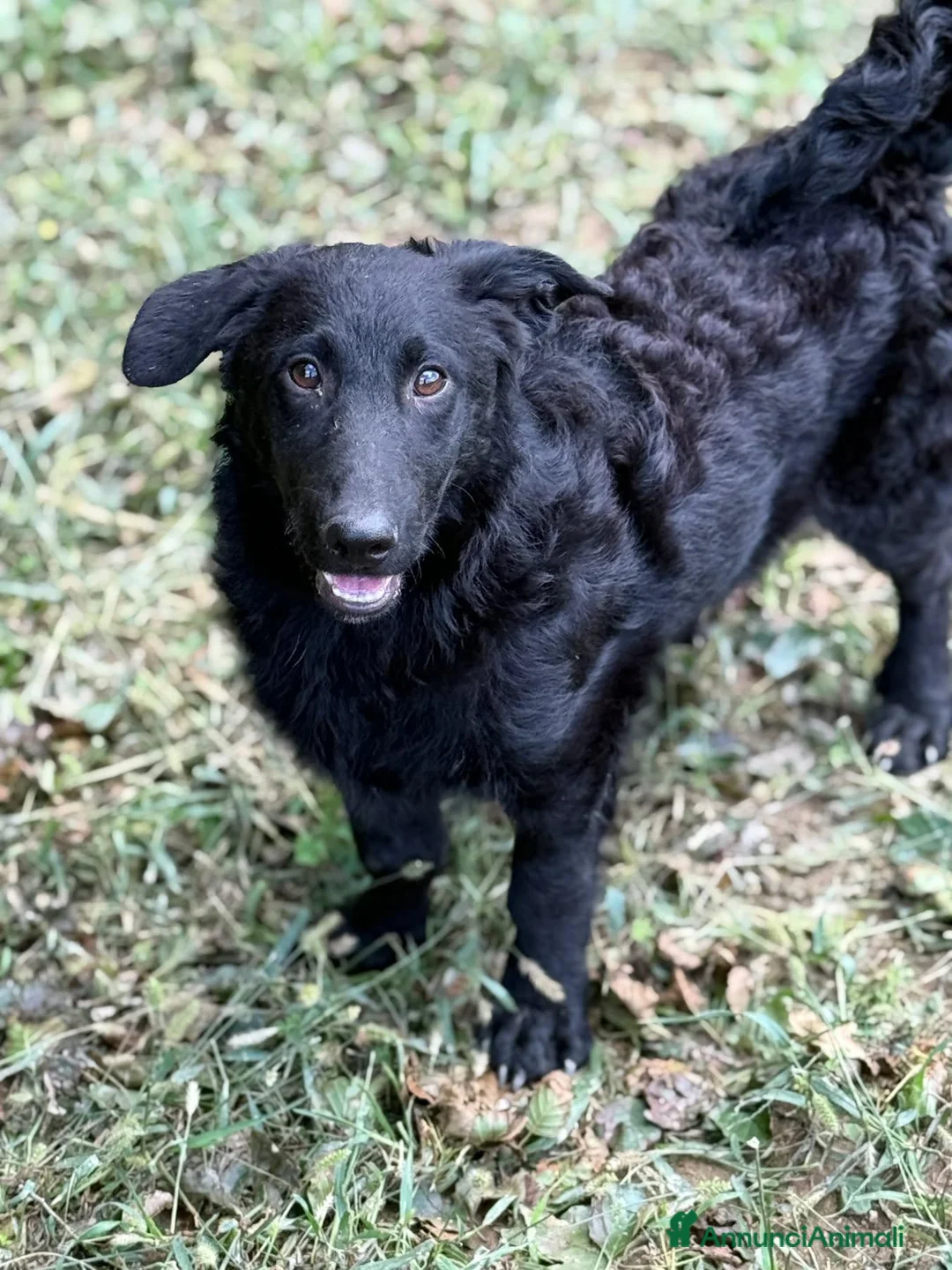 Meticcio cani in regalo: ERIC, cucciolo dolcissimo dimenticato da tutti. - Annuncio 7