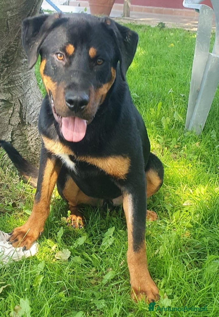 Altre razze cani Argo, cucciolone dolcissimo cerca casa a Città metropolitana di Roma Capitale - Annuncio 4