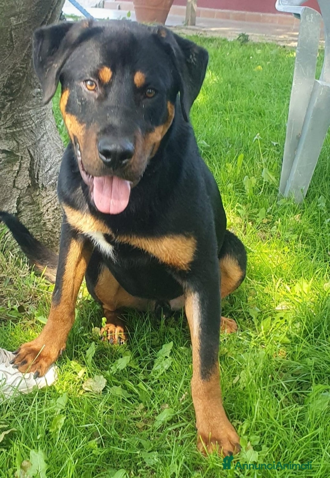 Altre razze cani in regalo: Argo, cucciolone dolcissimo cerca casa a Città metropolitana di Roma Capitale - Annuncio 1