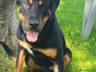 Altre razze cani Argo, cucciolone dolcissimo cerca casa a Città metropolitana di Roma Capitale - Annuncio 12