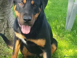 Altre razze cani Argo, cucciolone dolcissimo cerca casa a Città metropolitana di Roma Capitale - Annuncio 12