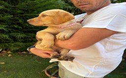 Labrador cani in vendita: Labrador miele  - Immagine 5