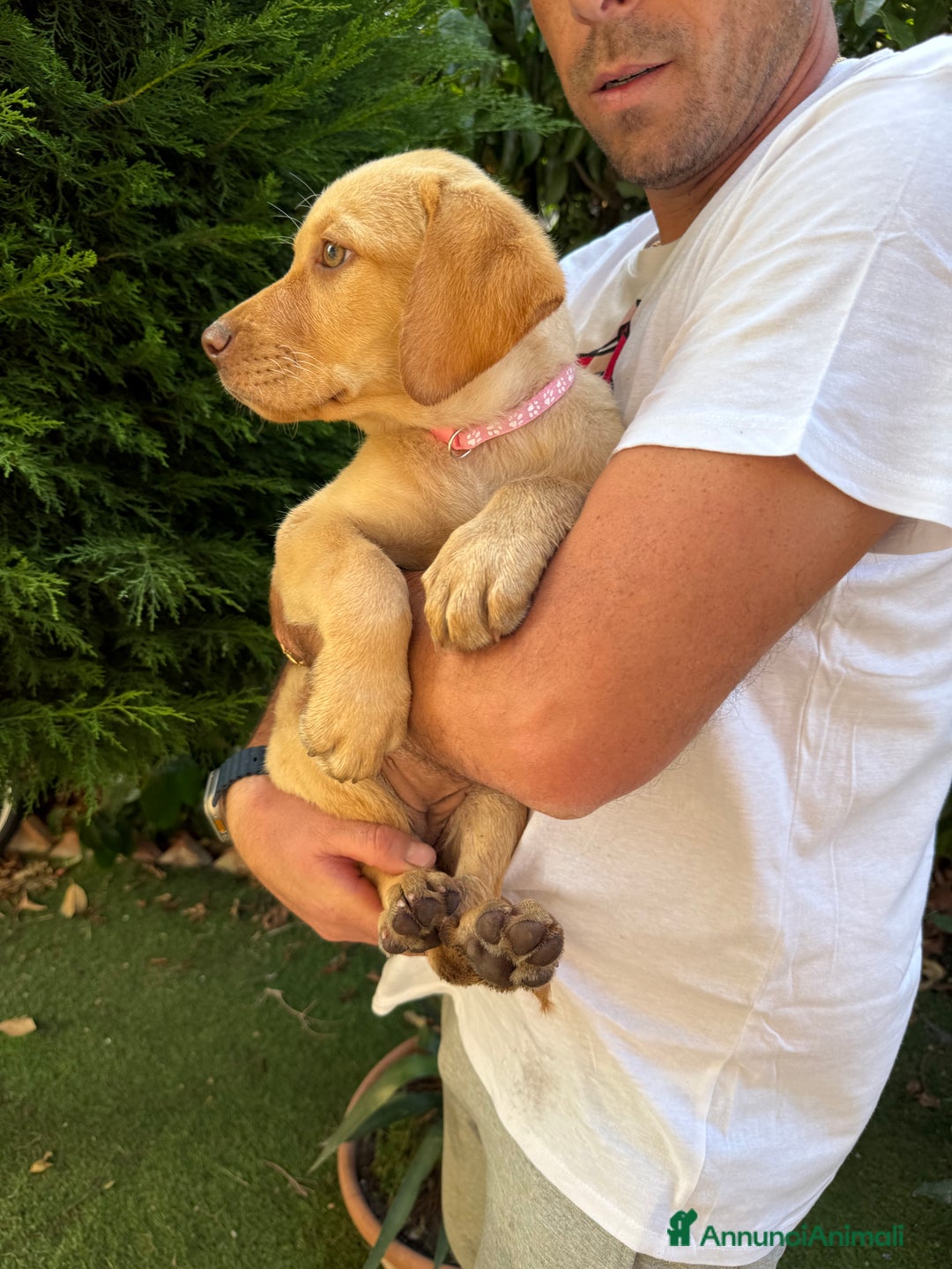 Labrador cani in vendita: Labrador miele  - Immagine 5