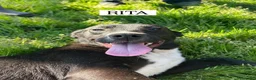 Meticcio cani in regalo: RITA, cucciolandia - Annuncio 2