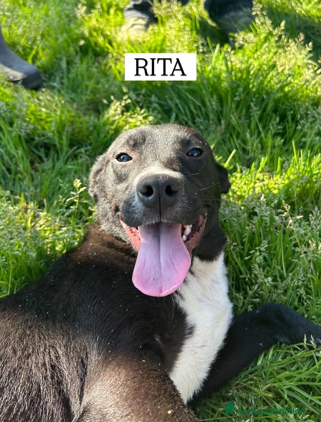 Meticcio cani in regalo: RITA, cucciolandia - Annuncio 2